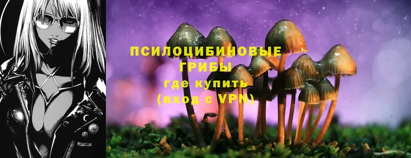 Псилоцибиновые грибы Psilocybine cubensis  Вязьма 